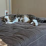 Cleopatra is registered to the contest to win money with this photo: cat, tabby, sleeping, couch, furniture, indoor, pet, relaxing, tufted, gray, fur, whiskers, paws, cozy, domestic_animal, mammal, resting, home, quiet, calm