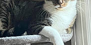 Cleopatra joined the competition — help win amazing prizes! cat, tabby, pet, animal, feline, cat_tree, paw, window, indoor, resting, fur, whiskers, ears, alert, natural_light, domestic, cute, relaxed, household, portrait