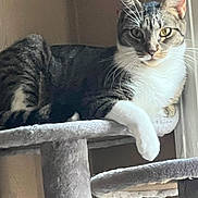 Cleopatra is registered to the contest to win money with this photo: cat, tabby, pet, animal, feline, indoor, cat_tree, relaxed, whiskers, paw, window, domestic_cat, fur, ears, looking, resting, home, household, cute, natural_light