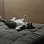 Cleopatra joined the competition — help win amazing prizes! cat, pet, lying_down, indoor, feline, relaxed, quilted_bed, curious, whiskers, paws, fur, animal, mammal, resting, domestic_cat, cozy, soft_surface, brown_wall, quiet, calm