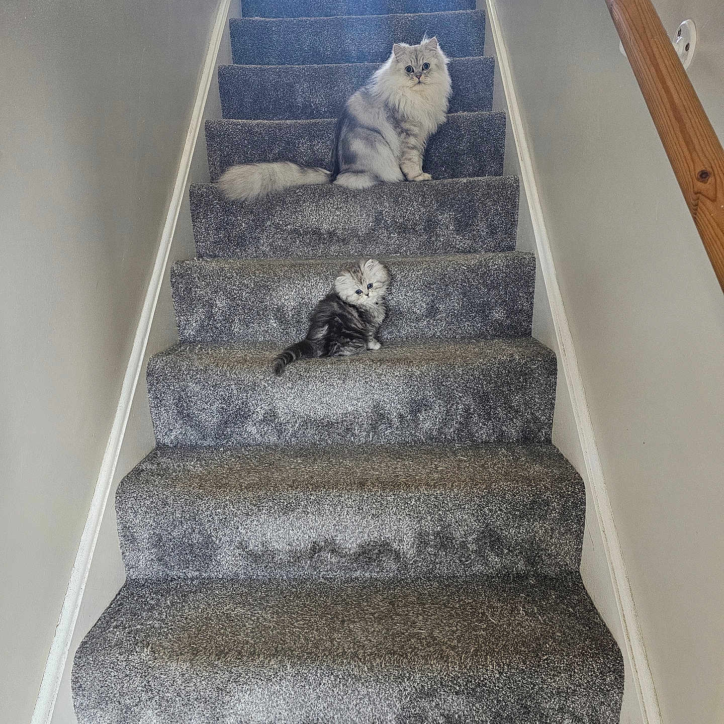 Niko And Astrid joined the competition — help win amazing prizes! animal, carpet, cat, curious, cute, domestic_cat, feline, fluffy, furry, gray, home, indoor, pets, plant, relaxed, sitting, staircase, stairs, two_cats, wooden_railing