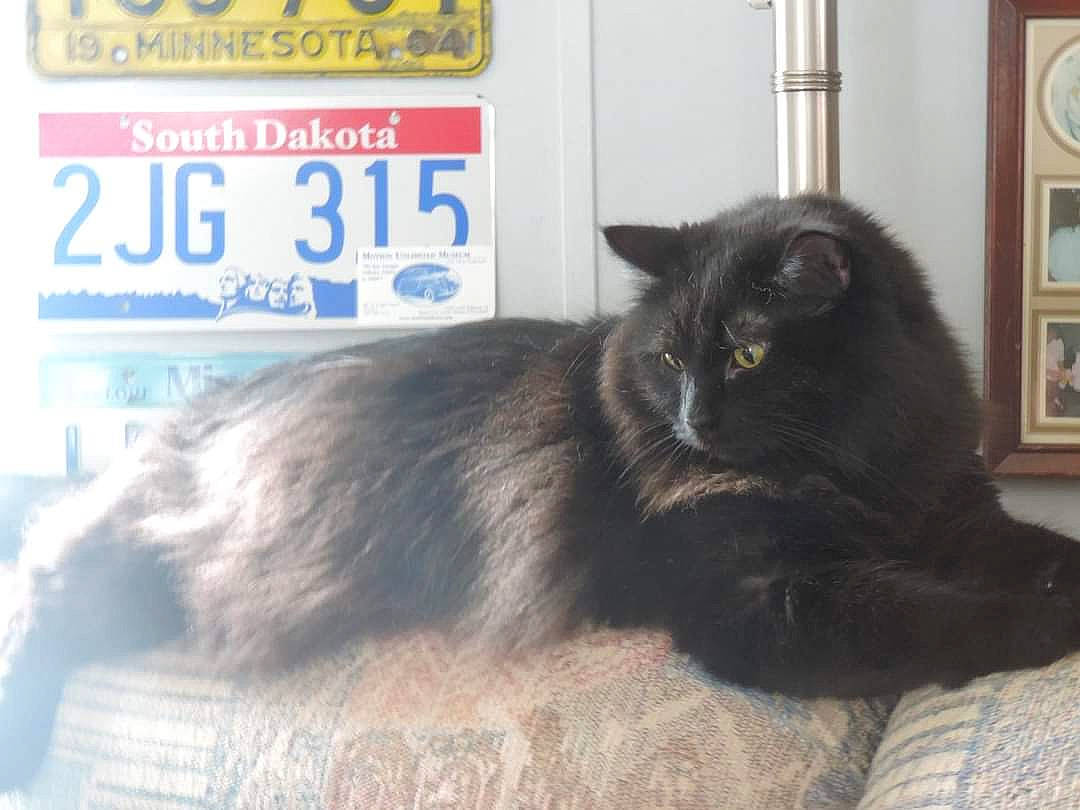 Devil is registered to the contest to win money with this photo: black_cat, bombay, box, carnivore, cat, claw, clock, comfort, domestic_short_haired_cat, felidae, fur, gas, grey, picture_frame, small_to_medium_sized_cats, tail, terrestrial_animal, whiskers