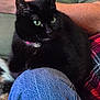 animal, arm, black_cat, cat_collar, closeup, companion, cozy, domestic_cat, feline, fur, green_eyes, indoor, jeans, knee, pentagram_pendant, person, pet, plaid_blanket, relaxed, resting