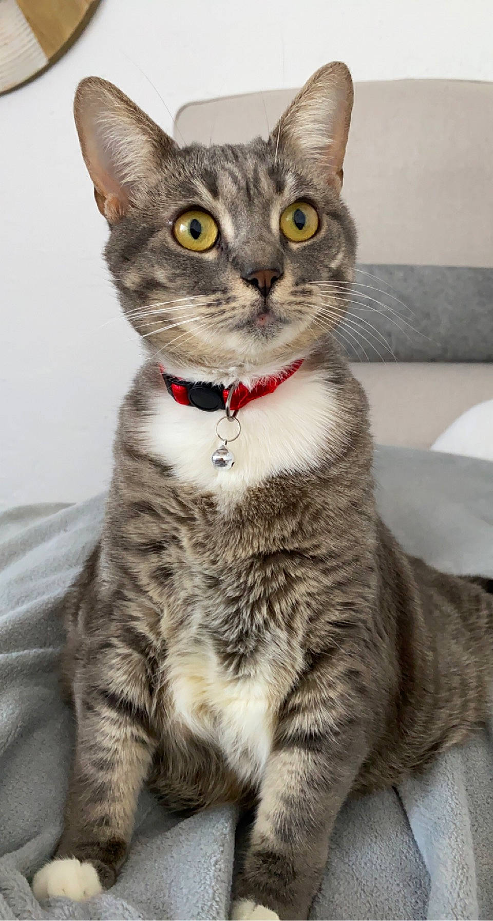 Grisette a rejoint le concours — aidez-le/la à gagner de superbes lots ! carnivore, cat, cat_supply, domestic_short_haired_cat, felidae, fur, paw, pet_supply, photo_caption, sitting, small_to_medium_sized_cats, snout, tail, terrestrial_animal, whiskers