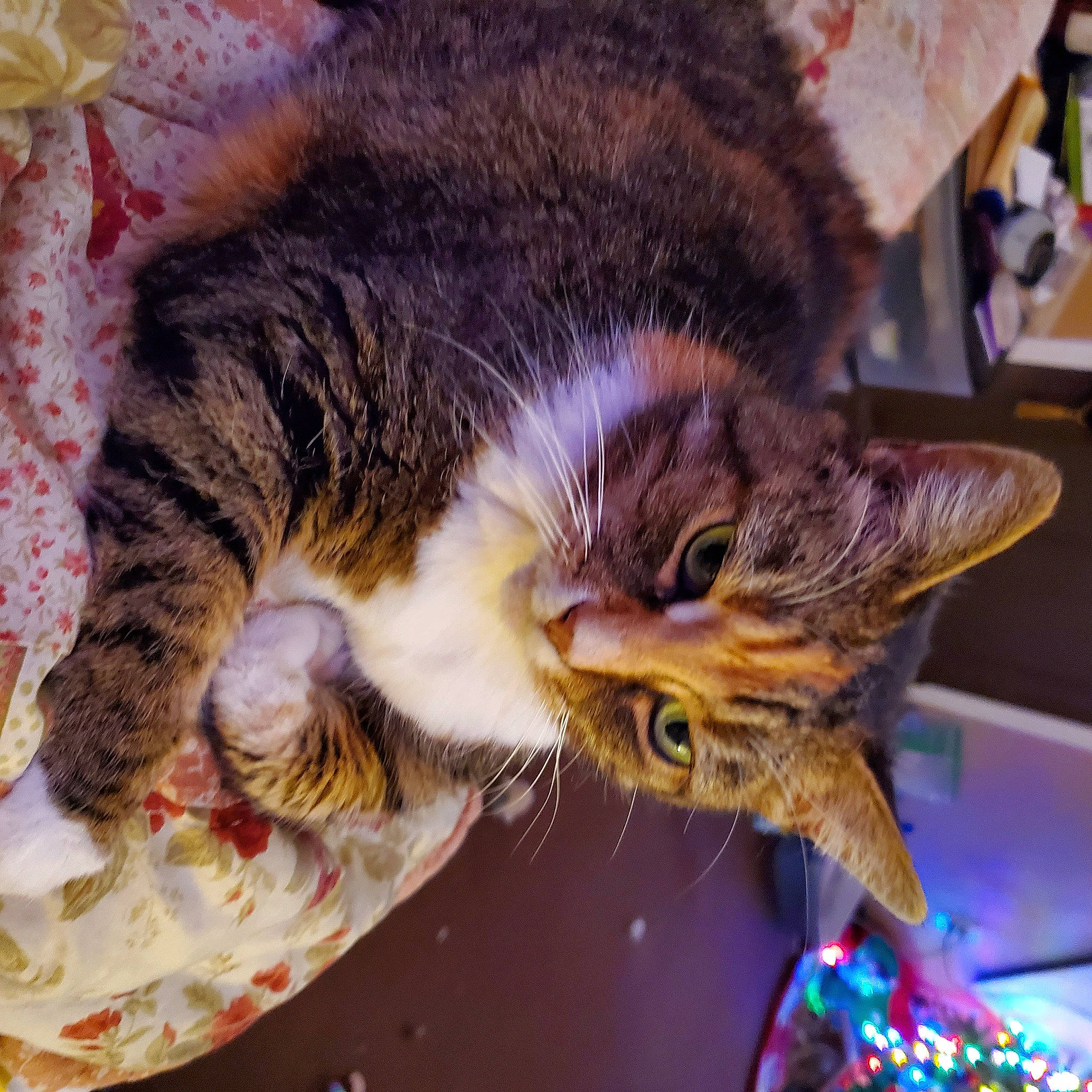 Foxy Roxy joined the competition — help win amazing prizes! carnivore, cat, claw, comfort, domestic_short_haired_cat, event, felidae, fur, holiday, mammal, nap, paw, plant, small_to_medium_sized_cats, snout, tail, vertebrate, whiskers