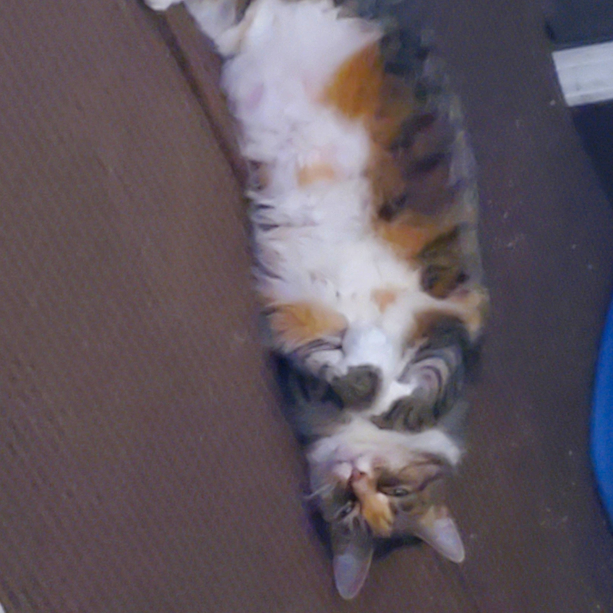 Foxy Roxy is registered to the contest to win money with this photo: canidae, carnivore, cat, claw, dog_breed, domestic_short_haired_cat, fawn, felidae, flooring, fur, hardwood, paw, small_to_medium_sized_cats, sporting_group, tail, terrestrial_animal, whiskers, wood