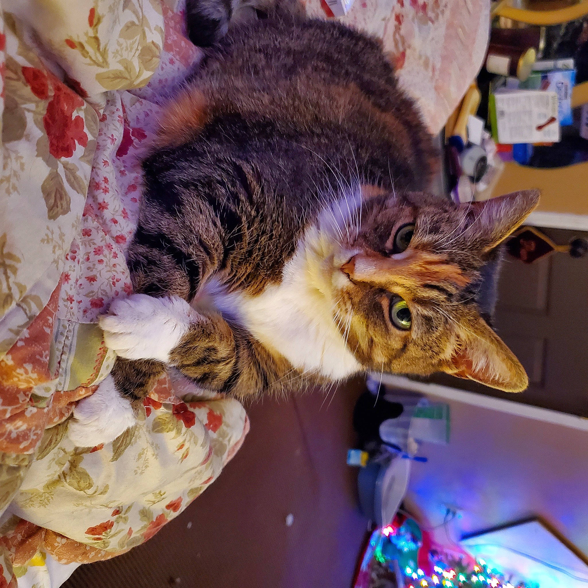 Foxy Roxy joined the competition — help win amazing prizes! carnivore, cat, claw, domestic_short_haired_cat, event, felidae, fur, mammal, small_to_medium_sized_cats, snout, tail, vertebrate, whiskers