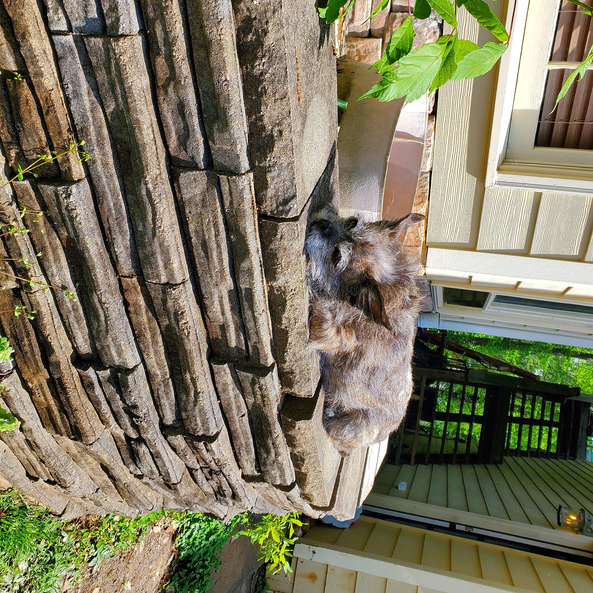 Keara Xena is registered to the contest to win money with this photo: art, bedrock, building, environmental_art, facade, garden, grass, green, groundcover, house, landscape, monument, plant, sculpture, statue, stone_wall, trunk, urban_design, window, wood