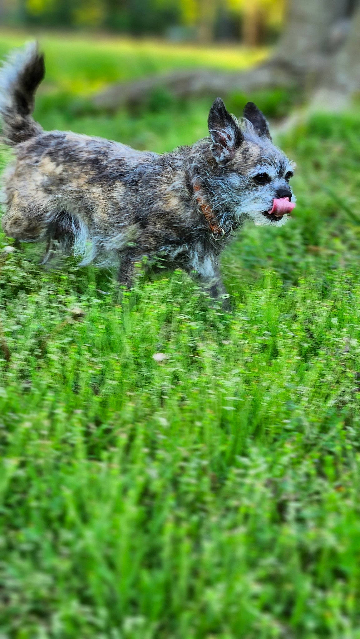 Keara Xena joined the competition — help win amazing prizes! art, canidae, canis, carnivore, dog, dog_breed, fur, grass, grassland, groundcover, plant, snout, sporting_group, tail, terrestrial_animal, wildlife