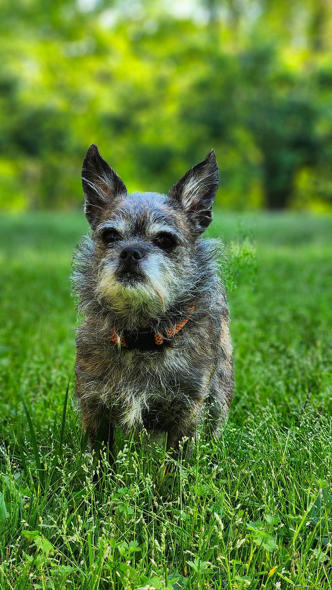 Keara Xena is registered to the contest to win money with this photo: art, canidae, carnivore, companion_dog, dog, dog_breed, fawn, grass, grassland, groundcover, plant, sculpture, snout, sporting_group, terrestrial_animal, terrier, whiskers, working_animal