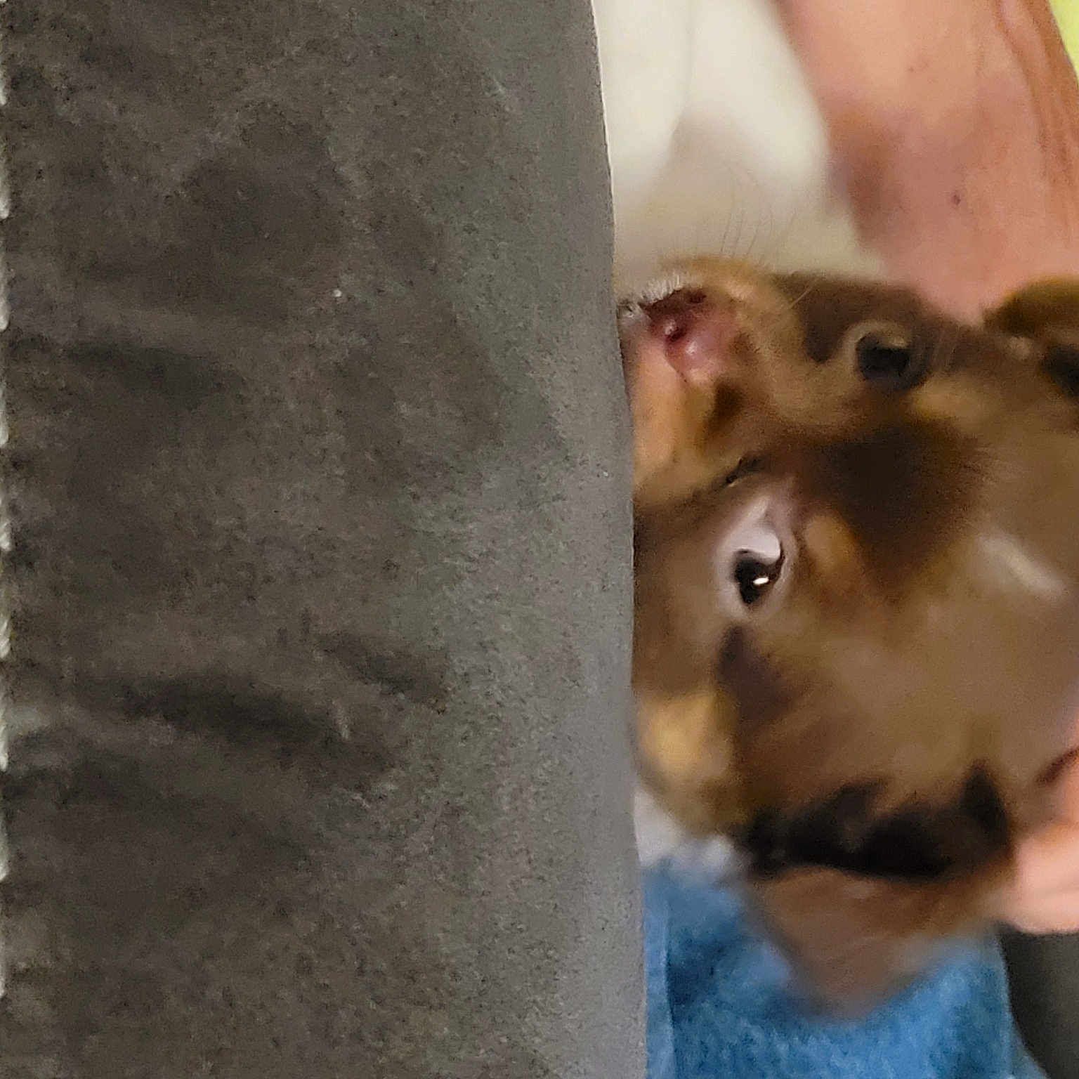 Tigger joined the competition — help win amazing prizes! chest, dog_breed, eyelash, fawn, felidae, fur, small_to_medium_sized_cats, snout, terrestrial_animal, whiskers, wood, working_animal