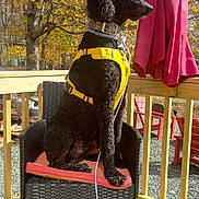 Mason Kutayiah joined the competition — help win amazing prizes! dog, poodle, black_dog, yellow_harness, chair, wicker_chair, cushion, deck, wooden_deck, autumn, fall_foliage, tree, outdoor, sunlight, leash, patio, red_chair, umbrella, pet, canine