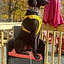 dog, poodle, black_dog, yellow_harness, chair, wicker_chair, cushion, deck, wooden_deck, autumn, fall_foliage, tree, outdoor, sunlight, leash, patio, red_chair, umbrella, pet, canine