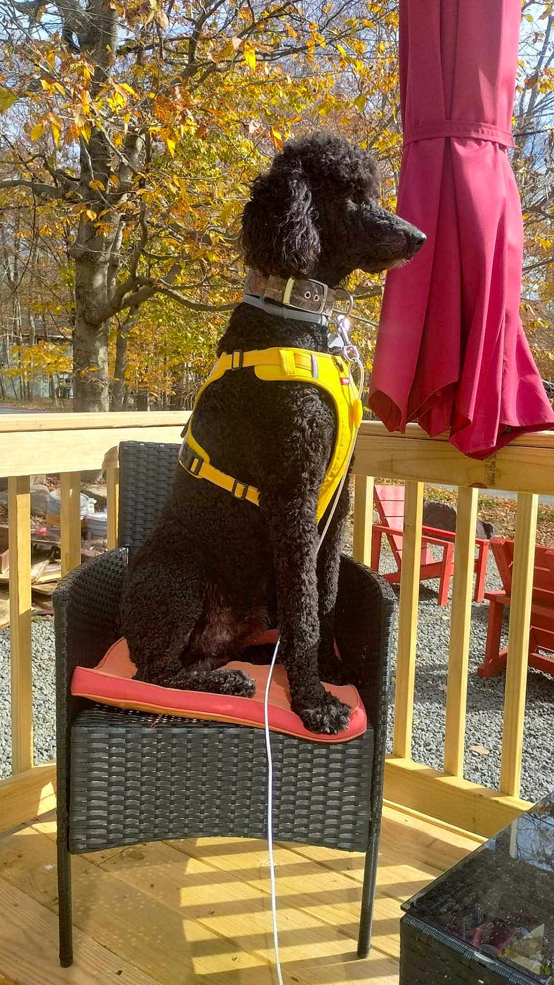 Mason Kutayiah joined the competition — help win amazing prizes! dog, poodle, black_dog, yellow_harness, chair, wicker_chair, cushion, deck, wooden_deck, autumn, fall_foliage, tree, outdoor, sunlight, leash, patio, red_chair, umbrella, pet, canine
