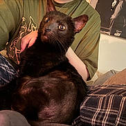 Fish is registered to the contest to win money with this photo: cat, black_cat, pet, indoor, person, green_shirt, plaid_pants, lap, cozy, comfort, feline, animal, domestic_cat, relaxing, seated, close_up, expression, looking_up, home, casual_clothing