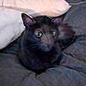 Fish is registered to the contest to win money with this photo: black_cat, cat, pet, indoor, bed, pillow, quilt, feline, animal, sleeping_area, resting, green_eyes, cozy, domestic_cat, cute, mammal, whiskers, ear, fur, relaxed