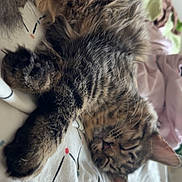 Kaze participe au concours pour gagner de l'argent avec cette photo : cat, tabby, sleeping, fur, bed, blanket, cozy, indoor, cute, resting, whiskers, paw, striped, pet, animal, feline, relaxing, soft, closeup, napping