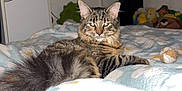Kaze participe au concours pour gagner de l'argent avec cette photo : cat, tabby, bed, blanket, toy, indoor, pet, furniture, fluffy, animal, resting, striped, domestic_cat, cozy, cute, relaxed, living_room, stuffed_animals, household, fur