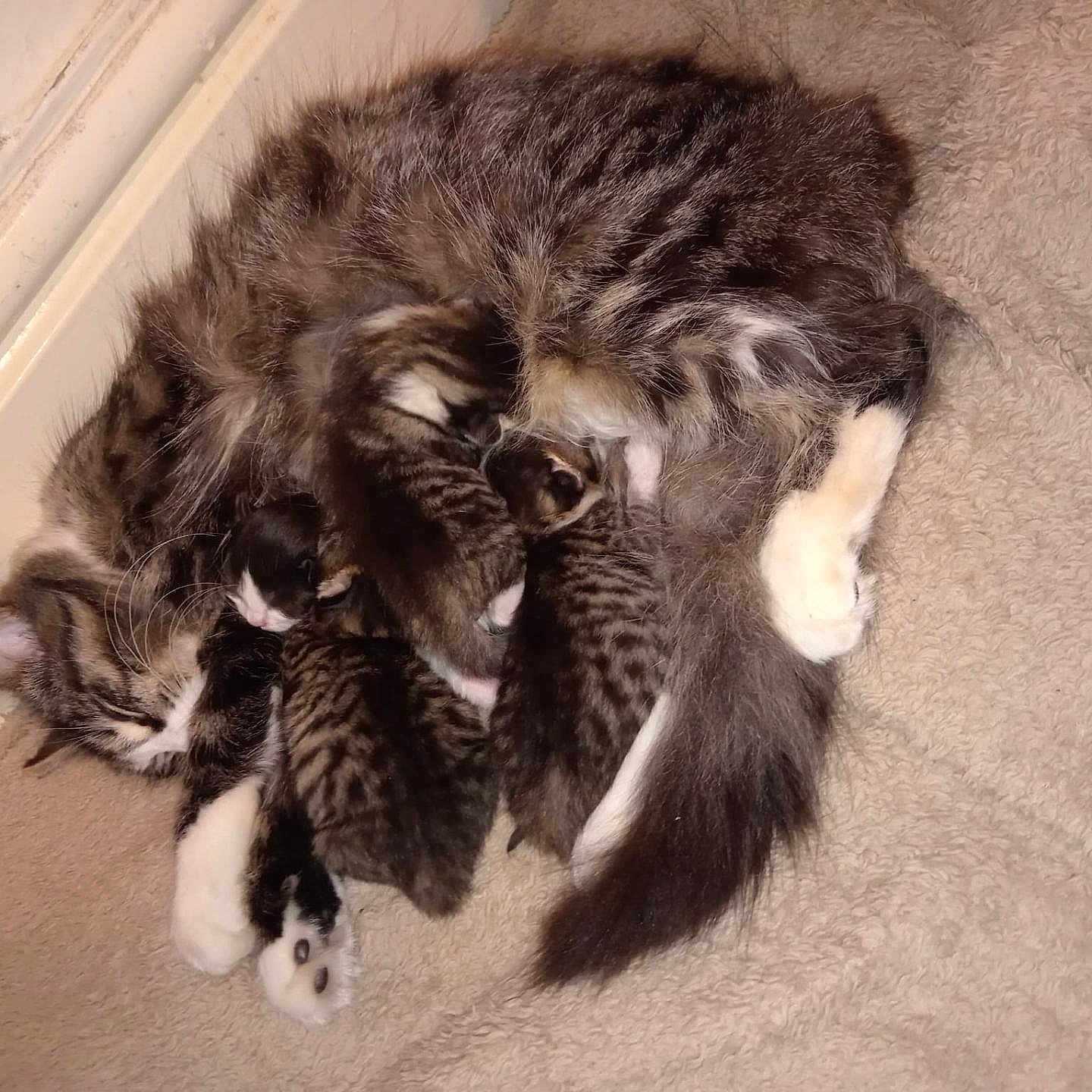 Spinach is registered to the contest to win money with this photo: abyssinian, animal, architecture, building, cat, couch, egyptiancat, electronics, furniture, hardware, indoors, kitten, livingroom, manx, ocelot, person, pet, room, siamese, sleeping