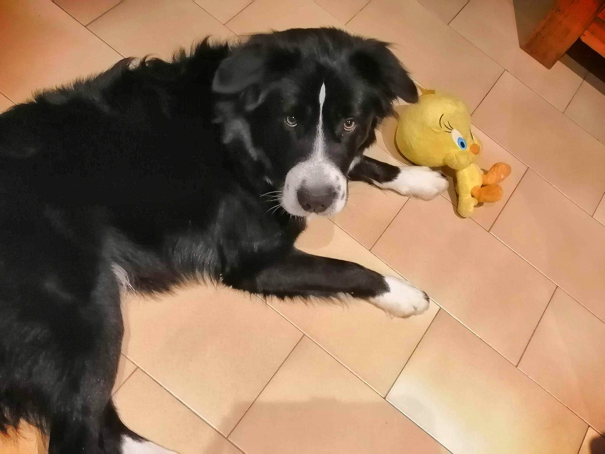 Taigo a rejoint le concours — aidez-le/la à gagner de superbes lots ! borador, canidae, carnivore, companion_dog, dog, dog_breed, flooring, fur, gun_dog, herding_dog, snout, sporting_group, terrestrial_animal, working_animal, working_dog