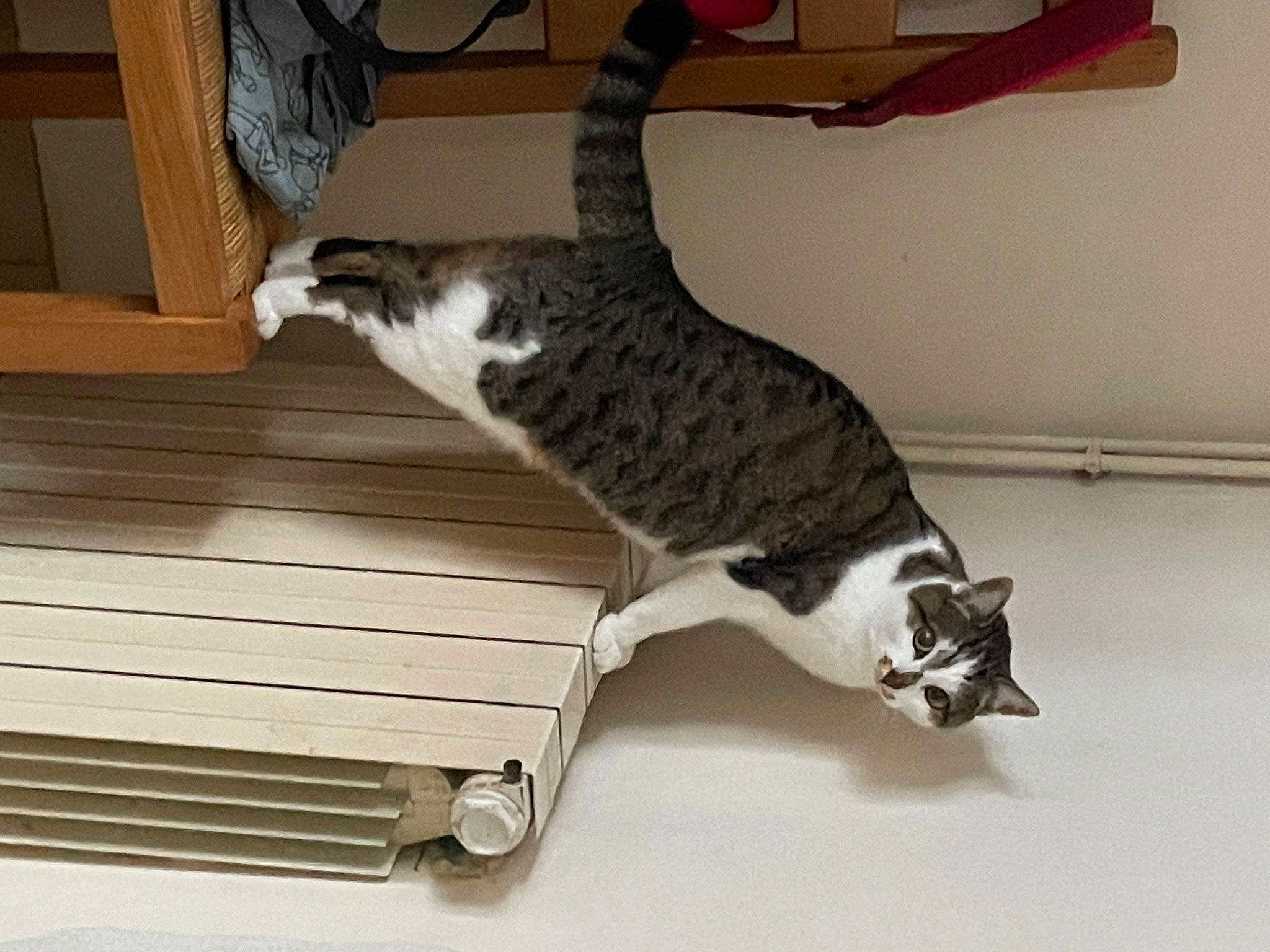 Poucinette a rejoint le concours — aidez-le/la à gagner de superbes lots ! carnivore, cat, cat_supply, comfort, domestic_short_haired_cat, felidae, flooring, fur, hardwood, pet_supply, rectangle, room, small_to_medium_sized_cats, table, tail, whiskers, wood