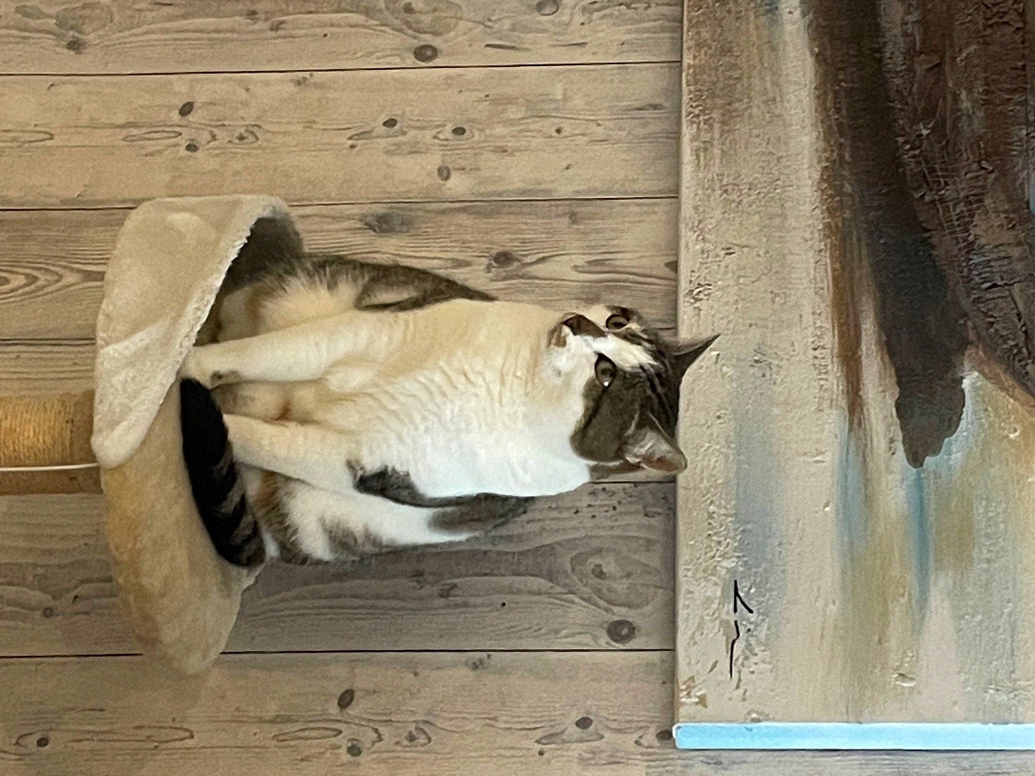 Poucinette participe au concours pour gagner de l'argent avec cette photo : art, door, facade, fawn, felidae, fur, hardwood, house, rectangle, room, sash_window, shadow, small_to_medium_sized_cats, still_life_photography, tail, tints_and_shades, visual_arts, whiskers, window, wood