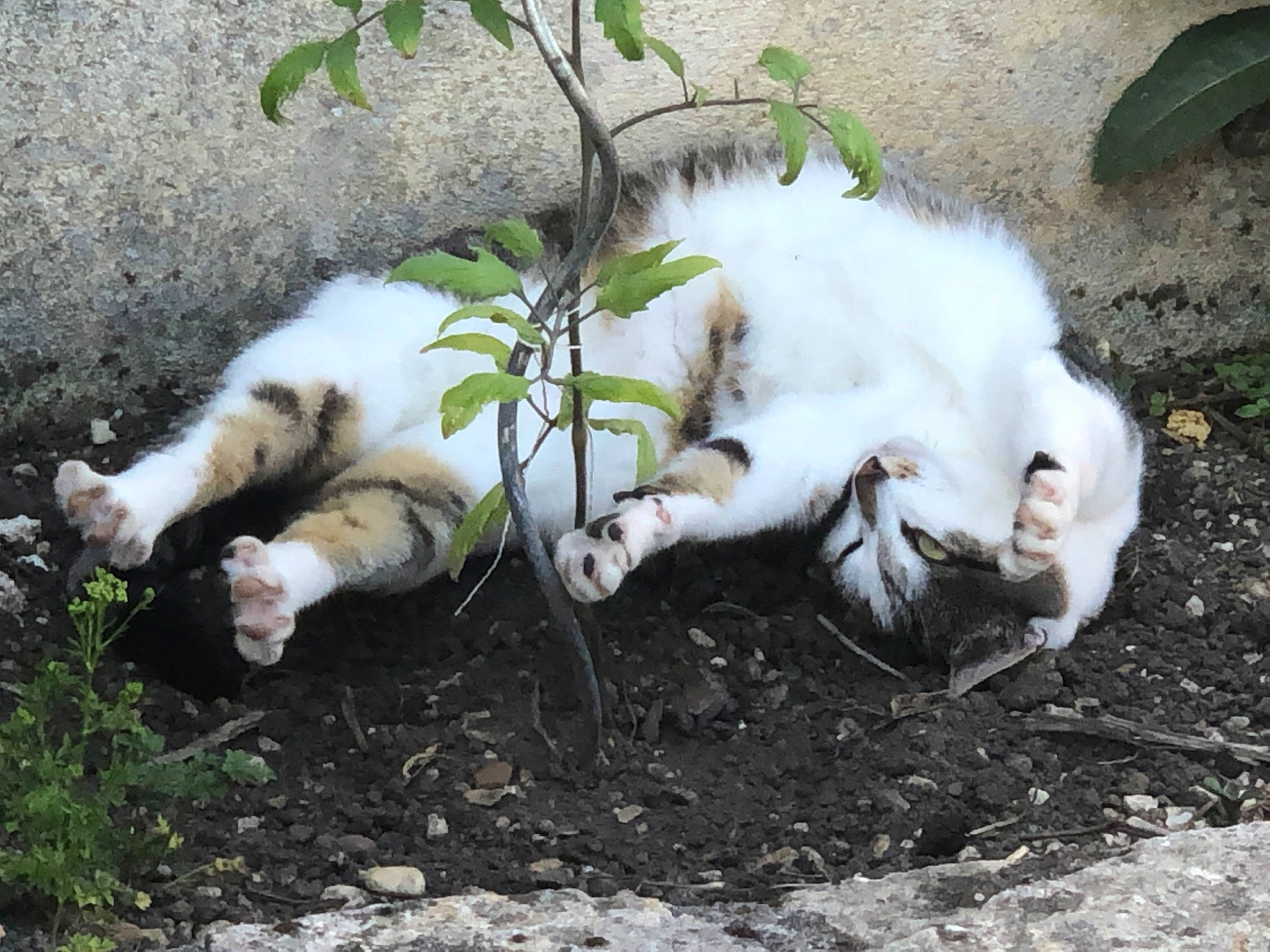 Poucinette a rejoint le concours — aidez-le/la à gagner de superbes lots ! carnivore, cat, fang, felidae, fur, grass, herb, herbaceous_plant, paw, plant, small_to_medium_sized_cats, soil, tail, terrestrial_animal, whiskers