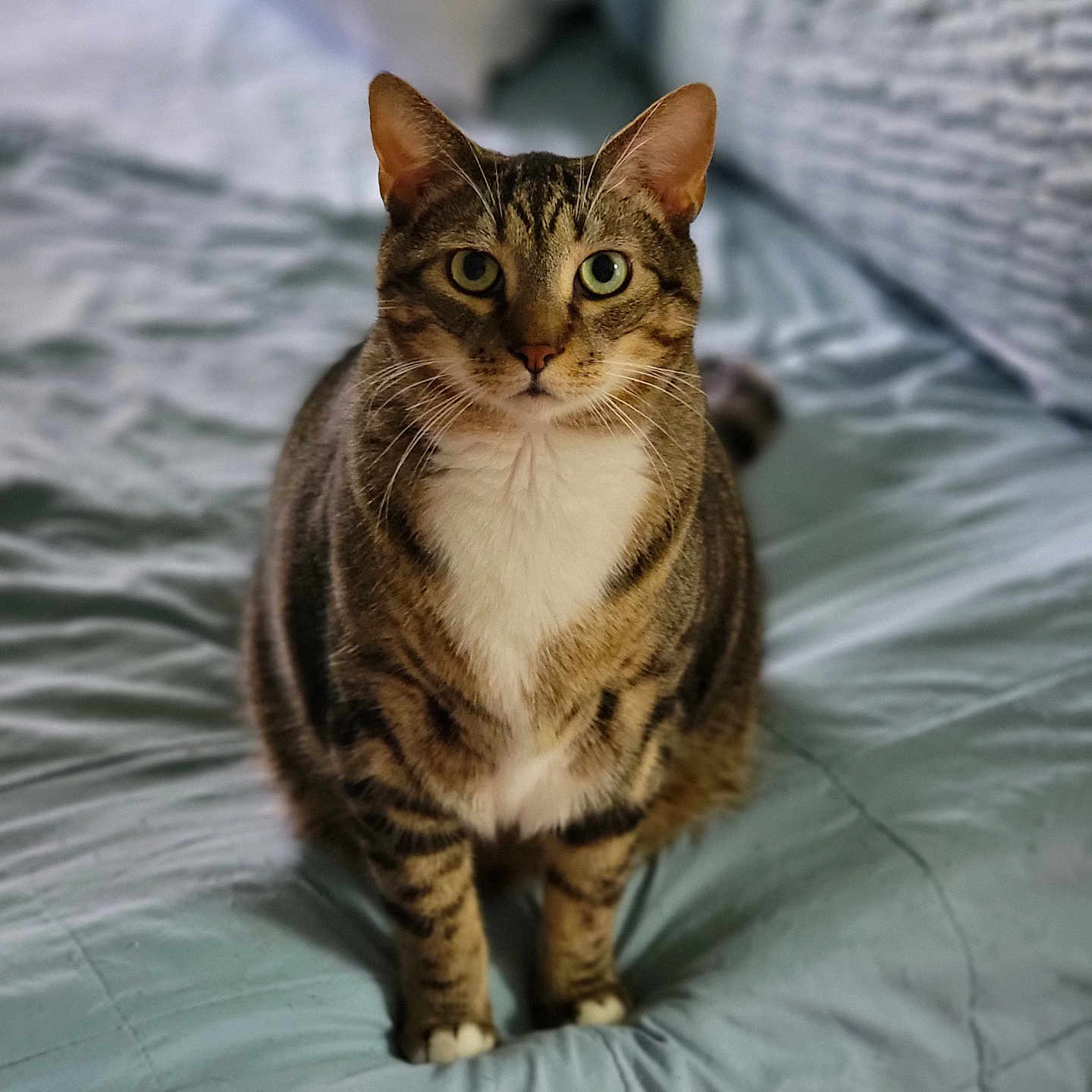 Linebacker joined the competition — help win amazing prizes! abyssinian, animal, blanket, cat, couch, furniture, hardwood, kitten, manx, pet, wood