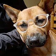 Scoubidou participe au concours pour gagner de l'argent avec cette photo : dog, glasses, pet, indoor, brown_dog, close_up, animal, face, ears, person, hand, furniture, chair, casual, expression, resting, looking_down, domestic, companionship, cute