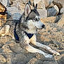 Delta participe au concours pour gagner de l'argent avec cette photo : dog, husky, blue_eyes, wet_fur, sand, beach, rocks, outdoor, canine, animal, pet, lying_down, nature, daylight, leash, harness, focus, portrait, companion, relaxation