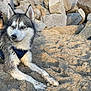 dog, husky, sand, beach, rocks, outdoor, animal, pet, fur, blue_eyes, wet_fur, nature, daylight, canine, muzzle, paws, resting, alert, landscape, recreation