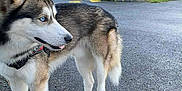 Delta a rejoint le concours — aidez-le/la à gagner de superbes lots ! dog, siberian_husky, blue_eyes, animal, pet, standing, asphalt, residential_building, car, gate, fence, outdoor, daytime, leash, person_hand, curious, urban, side_view, canine, fur