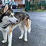 dog, siberian_husky, blue_eyes, animal, pet, standing, asphalt, residential_building, car, gate, fence, outdoor, daytime, leash, person_hand, curious, urban, side_view, canine, fur