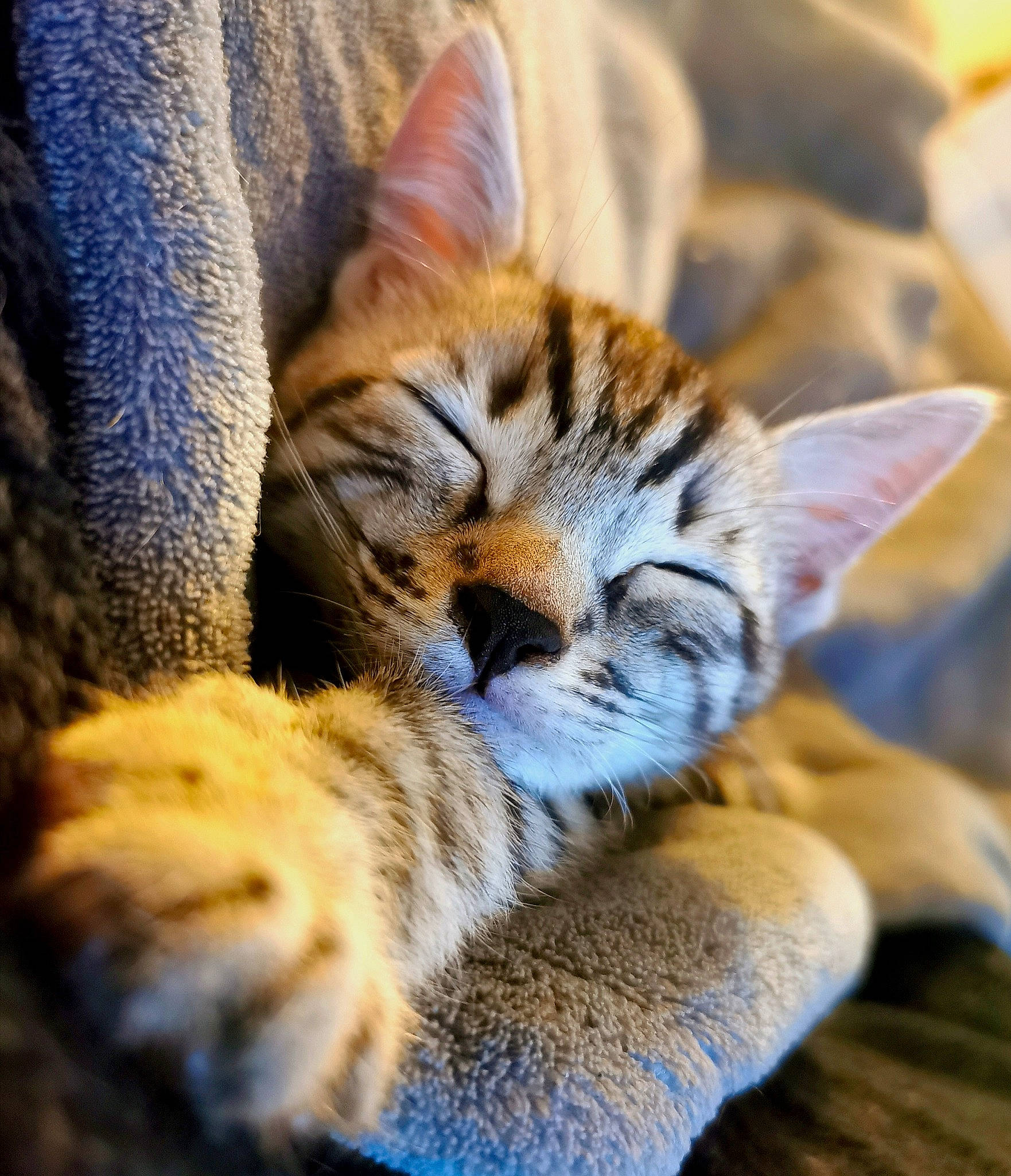 Bugs joined the competition — help win amazing prizes! asian, bengal, carnivore, cat, dragon_li, european_shorthair, felidae, fur, kitten, mammal, paw, pixie_bob, sky, sleep, small_to_medium_sized_cats, snout, tabby_cat, toyger, vertebrate, whiskers