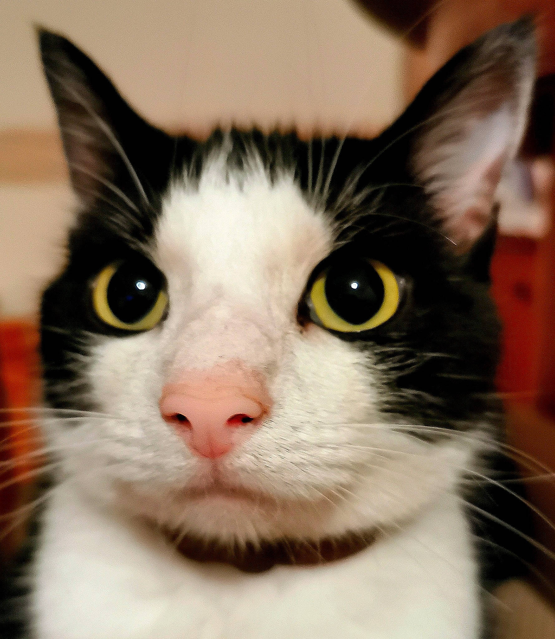 Elf joined the competition — help win amazing prizes! aegean_cat, american_wirehair, black_and_white, carnivore, cat, close_up, domestic_short_haired_cat, ear, eye, felidae, fur, iris, japanese_bobtail, kitten, mammal, nose, small_to_medium_sized_cats, snout, vertebrate, whiskers