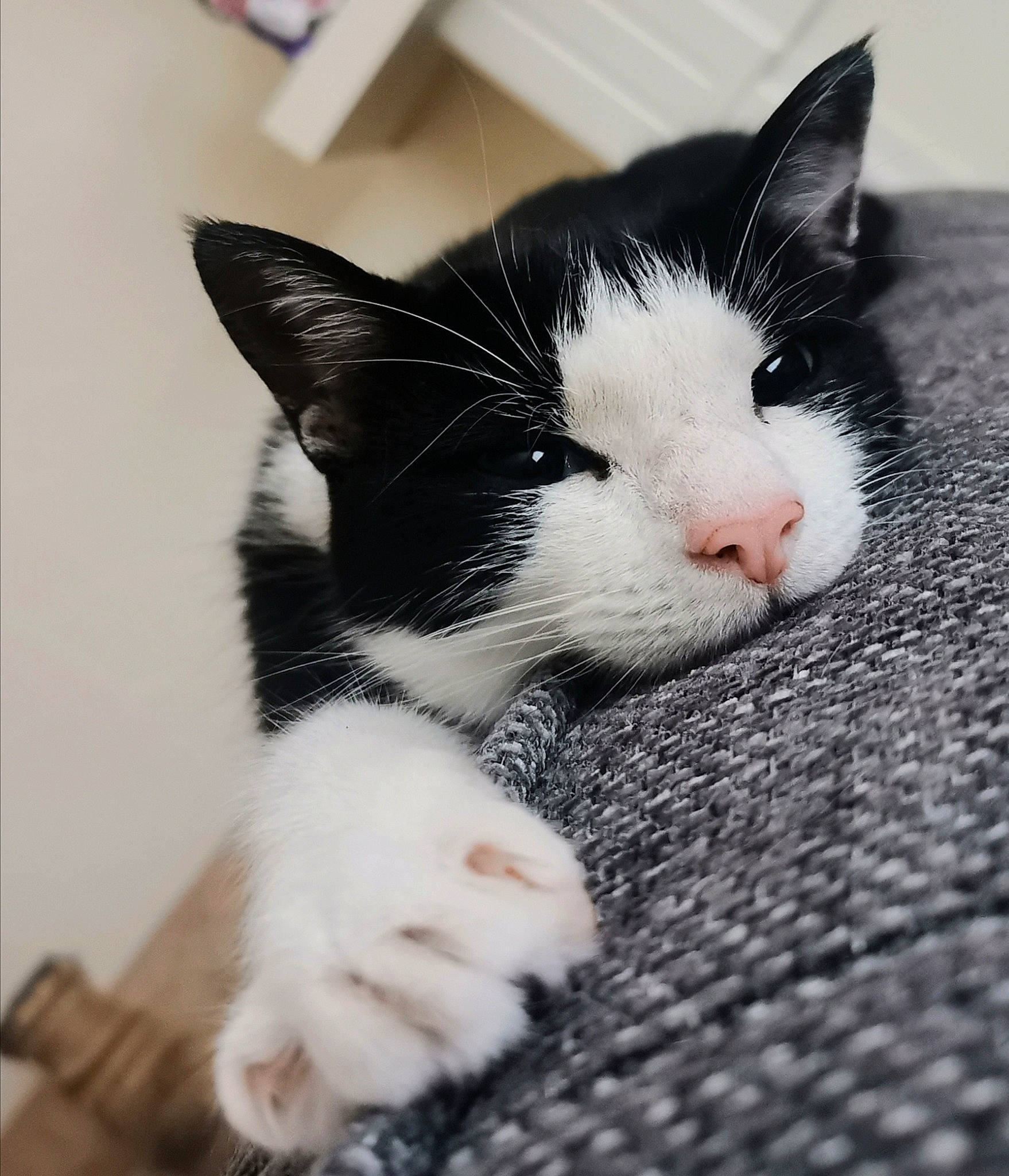 Elf joined the competition — help win amazing prizes! american_wirehair, black_and_white, carnivore, cat, domestic_short_haired_cat, ear, european_shorthair, eye, felidae, fur, kitten, mammal, nose, paw, polydactyl_cat, skin, small_to_medium_sized_cats, snout, tail, whiskers