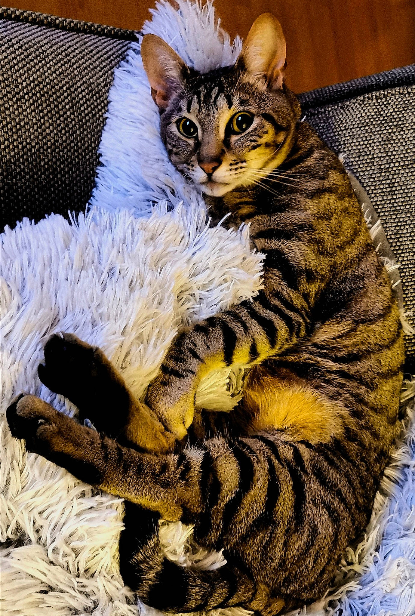 Bean is registered to the contest to win money with this photo: american_bobtail, american_curl, asian, california_spangled, carnivore, cat, domestic_short_haired_cat, dragon_li, egyptian_mau, european_shorthair, felidae, fur, kitten, mammal, pixie_bob, small_to_medium_sized_cats, tabby_cat, toyger, vertebrate, whiskers