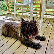 Léon a rejoint le concours — aidez-le/la à gagner de superbes lots ! animal, canine, dog, domestic_animal, fur, greenery, happy, natural_light, outdoor, pet, plastic_chair, porch, relaxed, resting, shaggy, summer, sunlight, tongue, tongue_out, wooden_deck