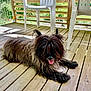 dog, shaggy, tongue_out, wooden_deck, plastic_chair, outdoor, sunlight, greenery, pet, animal, fur, relaxed, tongue, happy, resting, summer, natural_light, porch, canine, domestic_animal