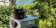 Léon a rejoint le concours — aidez-le/la à gagner de superbes lots ! adventure, blue_sky, canine, cool, dog, forest, funny, greenery, leisure, metal_box, nature, outdoor, pet, shade, summer, sunglasses, sunlight, tongue_out, trees, vehicle