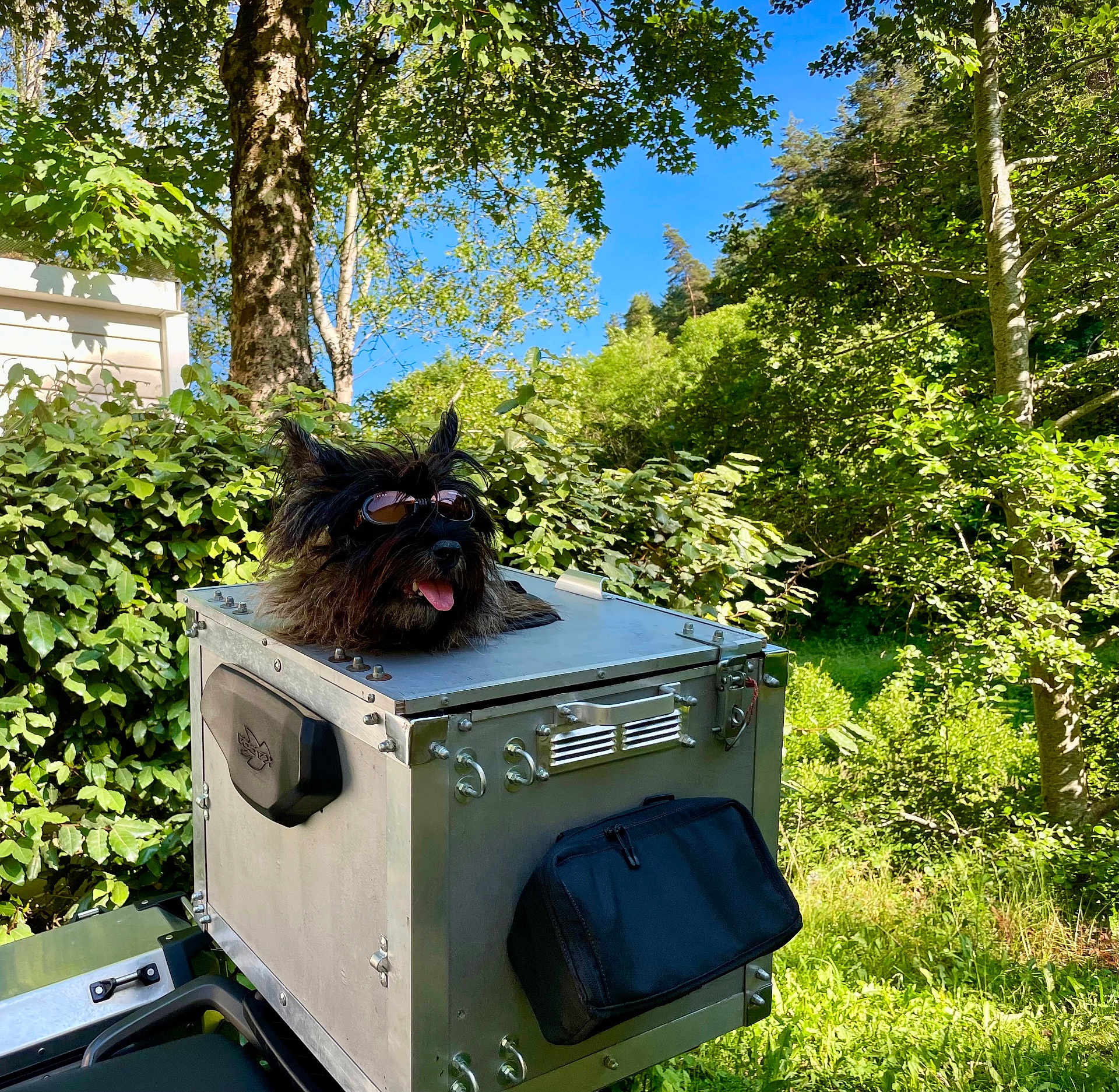 Léon a rejoint le concours — aidez-le/la à gagner de superbes lots ! dog, sunglasses, metal_box, outdoor, greenery, trees, blue_sky, sunlight, vehicle, pet, nature, adventure, cool, tongue_out, canine, leisure, summer, shade, forest, funny