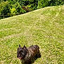 dog, grass, outdoor, nature, hill, sunlight, trees, mountains, shaggy, pet, animal, canine, greenery, summer, daylight, tongue_out, fur, landscape, scenic, playful