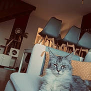 Arumy participe au concours pour gagner de l'argent avec cette photo : cat, fluffy_cat, sofa, couch, indoor, living_room, chair, lamp, pillow, modern_interior, relaxed, pet, furniture, home, animal, domestic_cat, resting, cozy, grey_cat, long_hair