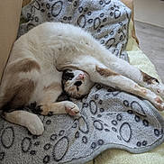 Poupoune participe au concours pour gagner de l'argent avec cette photo : cat, stretching, blanket, paw_prints, indoor, feline, relaxed, cozy, fur, pink_paws, animal, pet, soft, white, brown_spots, comfort, couch, floor, resting, cute