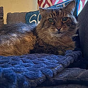 Pocky joined the competition — help win amazing prizes! animal, blanket, cat, close_up, couch, cozy, ears, face, fluffy, fur, furniture, home, indoor, patterned_wallpaper, pet, pillow, relaxed, resting, tabby_cat, whiskers