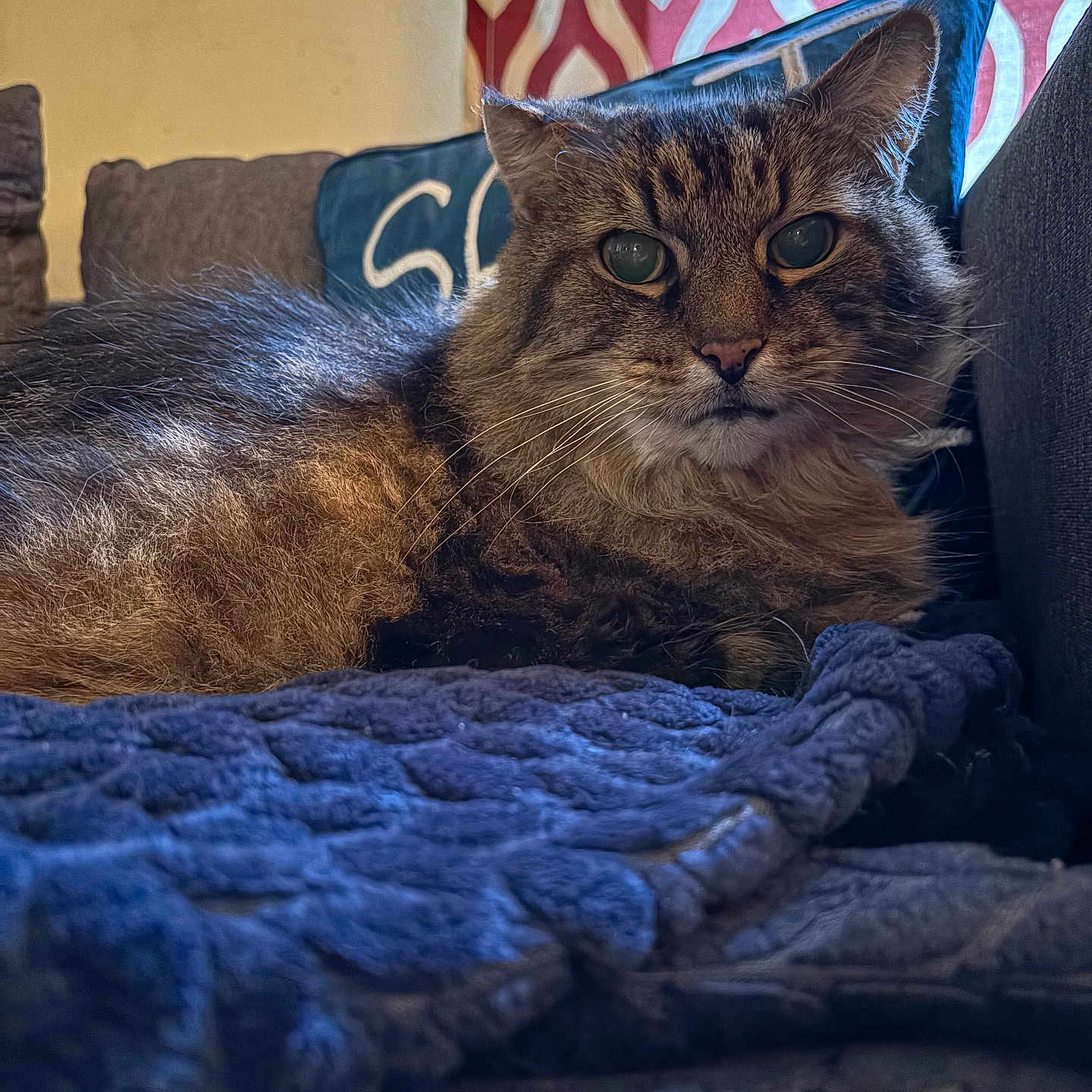 Pocky joined the competition — help win amazing prizes! animal, blanket, cat, close_up, couch, cozy, ears, face, fluffy, fur, furniture, home, indoor, patterned_wallpaper, pet, pillow, relaxed, resting, tabby_cat, whiskers