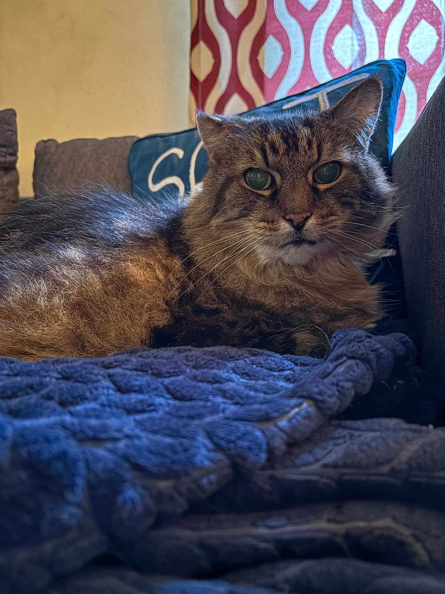 Pocky joined the competition — help win amazing prizes! animal, blanket, cat, close_up, couch, cozy, ears, face, fluffy, fur, furniture, home, indoor, patterned_wallpaper, pet, pillow, relaxed, resting, tabby_cat, whiskers