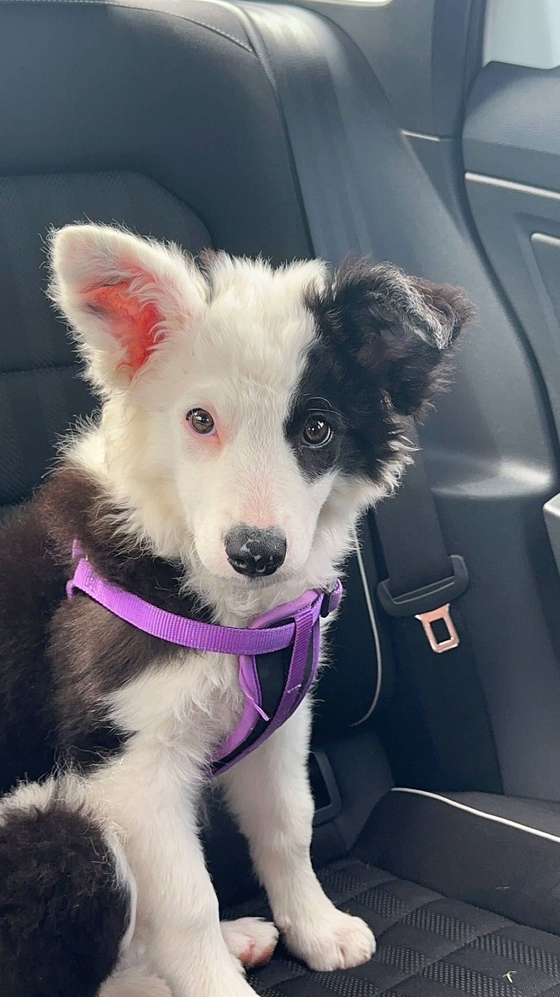 Poppy is registered to the contest to win money with this photo: automotive_exterior, canidae, car, carnivore, collar, companion_dog, dog, dog_breed, dog_collar, dog_supply, fur, personal_luxury_car, sporting_group, tail, toy_dog, vehicle_door, whiskers, windshield, working_animal, working_dog