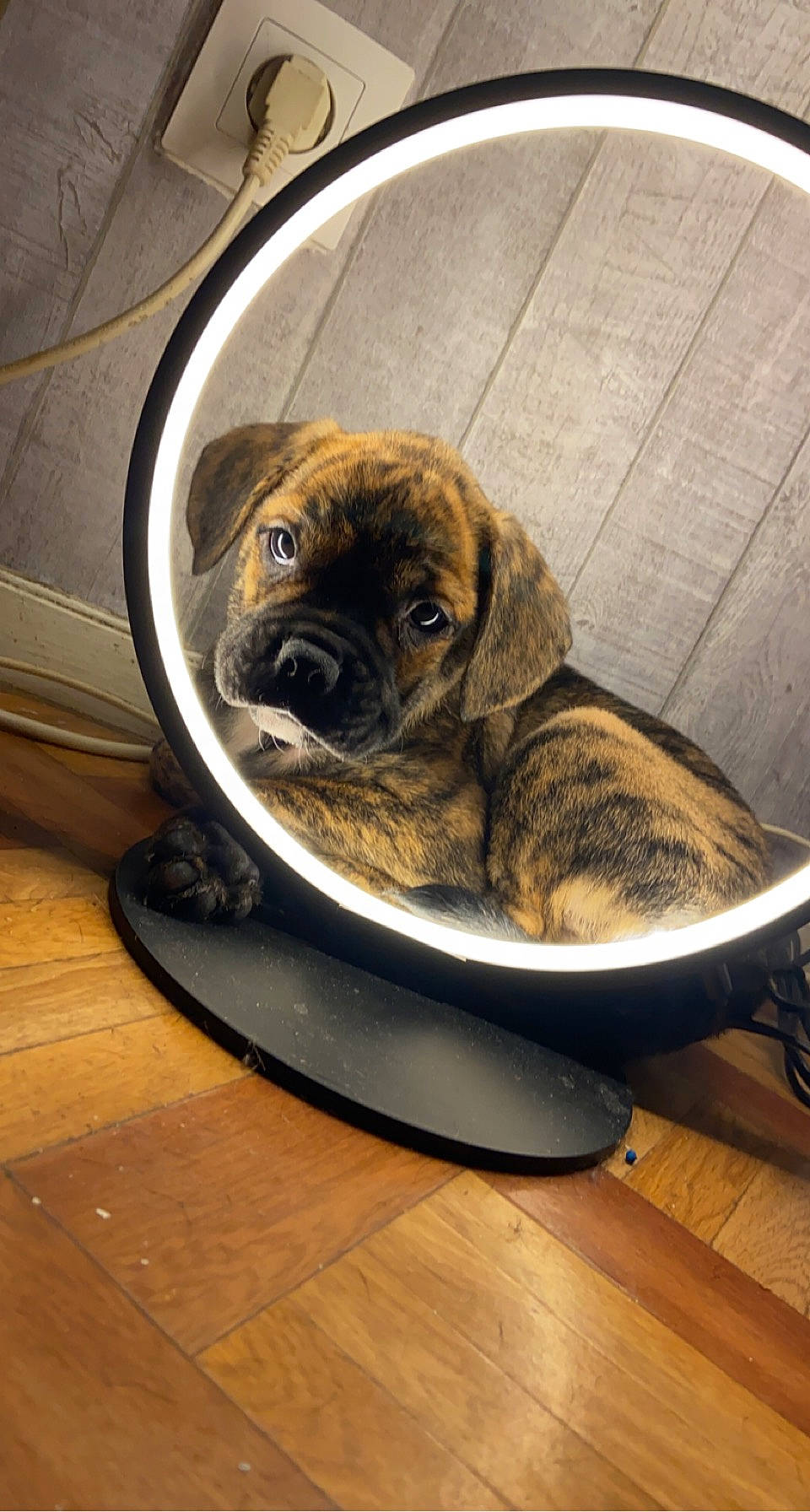 Booba participe au concours pour gagner de l'argent avec cette photo : canidae, carnivore, companion_dog, dog, dog_breed, fawn, flooring, hardwood, metal, paw, pet_supply, pug, snout, sporting_group, terrestrial_animal, whiskers, window, wood, working_animal, wrinkle