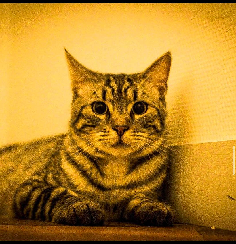 Orion participe au concours pour gagner de l'argent avec cette photo : art, carnivore, cat, domestic_short_haired_cat, eye, felidae, fur, head, illustration, painting, rectangle, sitting, small_to_medium_sized_cats, snout, terrestrial_animal, vertebrate, visual_arts, whiskers, wildlife, wood